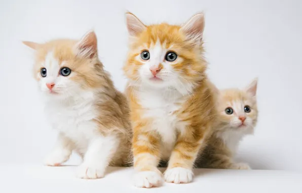 Background, kittens, red, Trinity, Norwegian forest cat