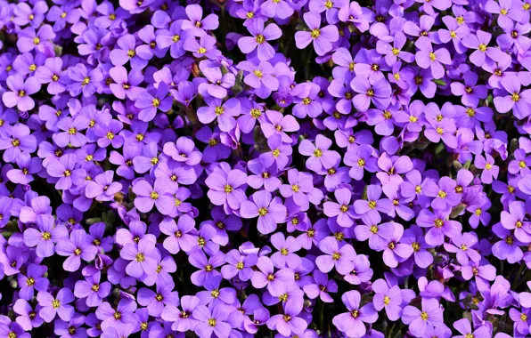 Flowers, petals, obrieta