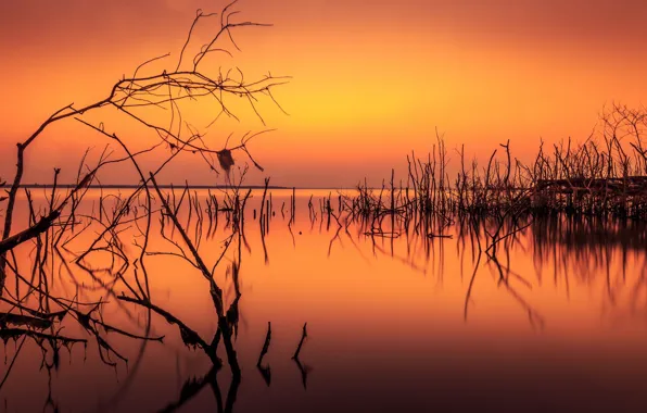 Branches, lake, silhouette, glow