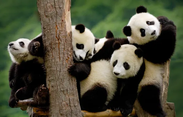 Tree, Panda, small, black and white