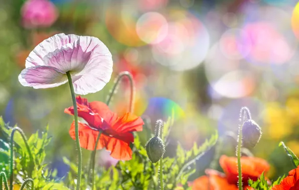 Picture summer, the sun, glare, Maki, poppies