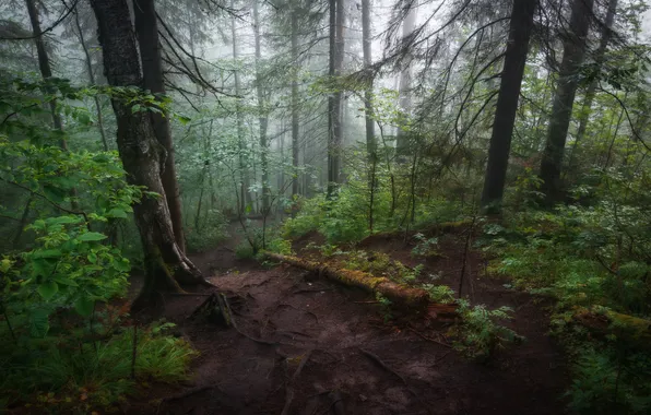 Forest, leaves, light, trees, branches, nature, fog, trunks