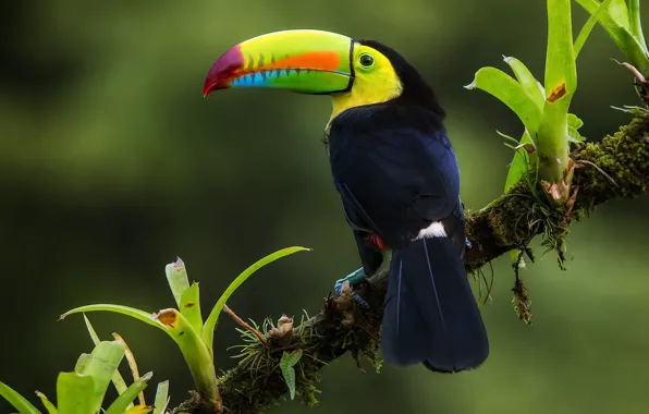 Bird, branch, jungle, Iridescent Toucan, Costa Rica