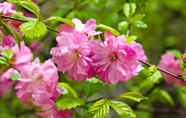 Leaves, branch, flowers, blooming twig