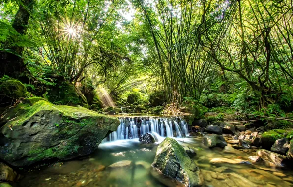 Forest, summer, the sun, nature, waterfall, stream