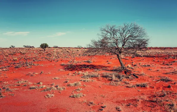 Picture trees, the steppe, heat
