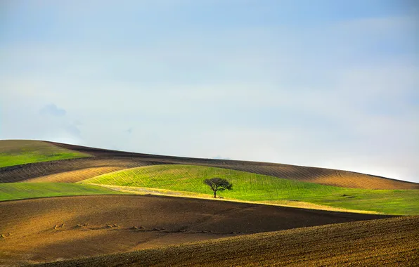 Field, the sky, trees, hills, Italy, Basilicata
