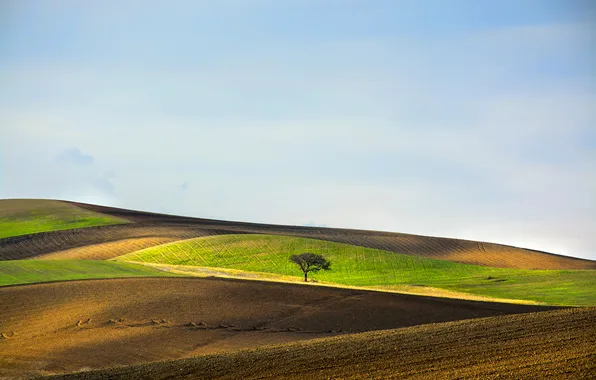 The sky, tree, hills, field, Italy, Basilicata