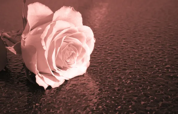 Macro, background, roses