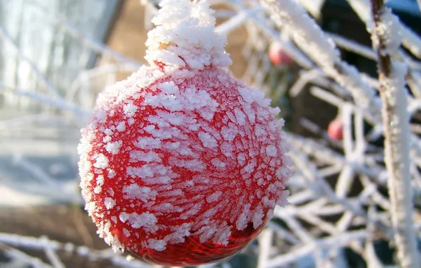 Picture cold, winter, snow, branches, ice, focus, the fruit