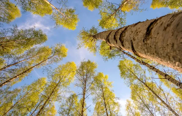 The sky, trees, nature