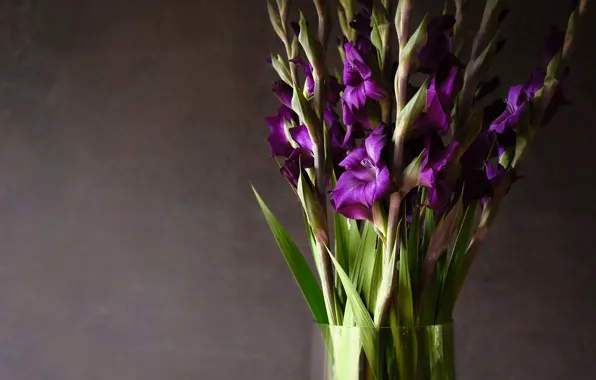 Background, bouquet, purple, vase, gladiolus