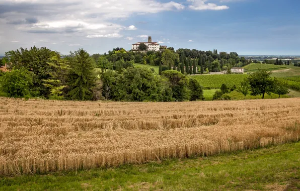 Nature, Field, The city, Italy, Landscape, Wheat