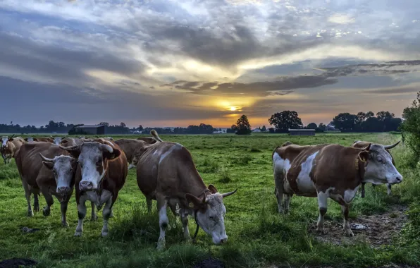 Summer, cows, cattle
