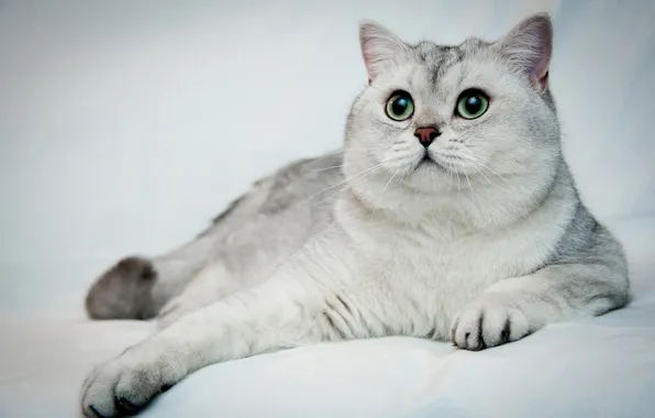 Cat, white, cat, look, pose, lies, face, light background