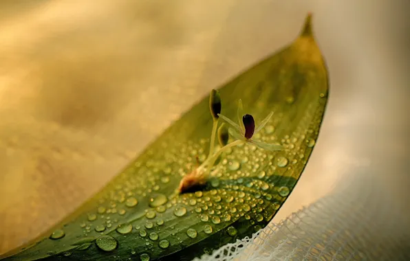 Flower, photography, nature, water, macro, water drops, still life, Leave