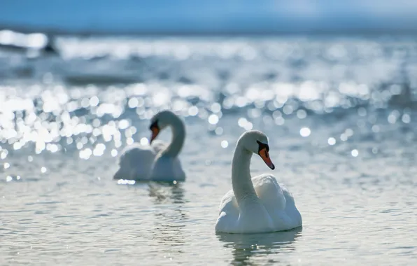Water, glare, swans