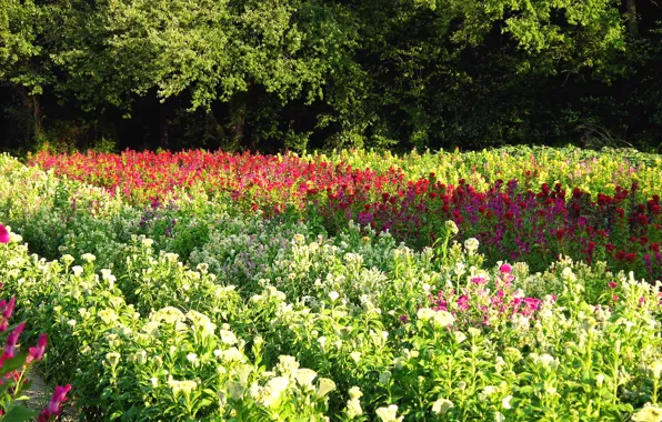 Picture field, trees, flowers, Summer, summer, trees, flowers, fields