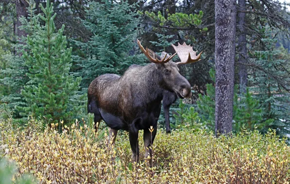 Picture forest, nature, horns, moose