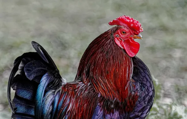 Look, nature, bird, cock, tail