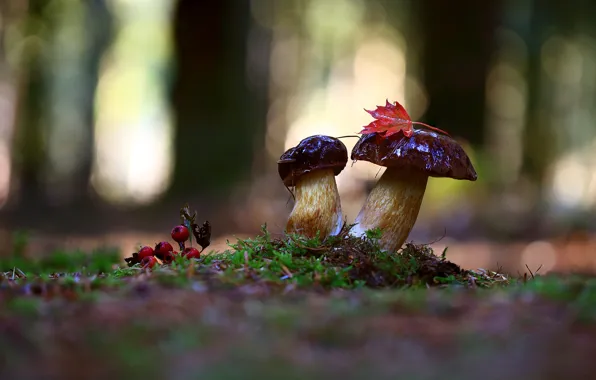 Autumn, forest, nature, berries, mushrooms, moss, hats, wet