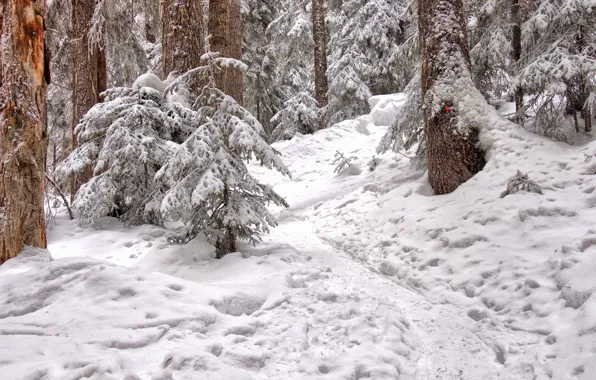 Forest, snow, trees, nature