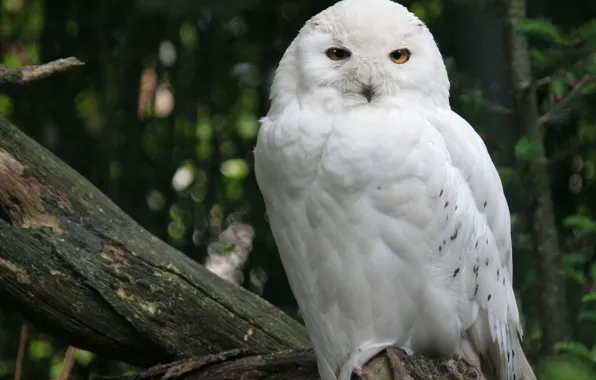Picture forest, tree, bird, white, Snowy owl