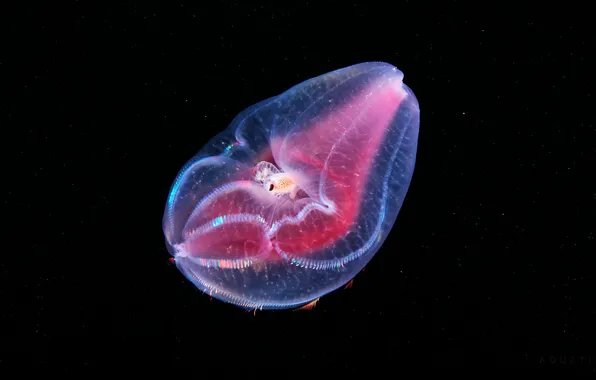 Sea, water, macro, depth, pink, black background, underwater world, under water