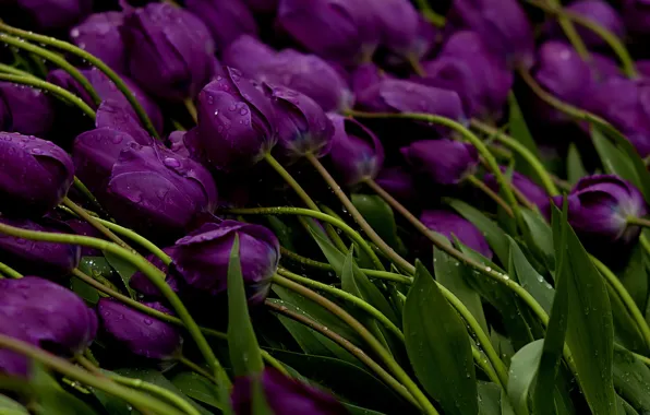 Water, drops, flowers, stems, Tulips, purple, buds