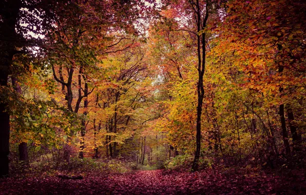Autumn, foliage, woodland