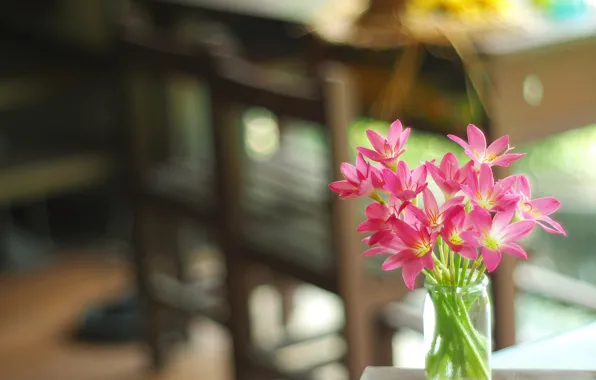 Picture Bank, a bunch, bokeh, Zephyranthes