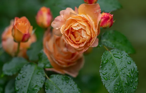 Leaves, drops, Rosa, roses, orange, buds, Alexey Kurmanci
