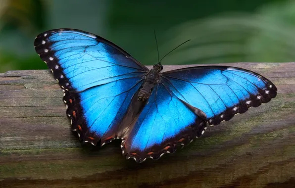 Microsemi, wings, Butterfly, insect, beautiful, closeup