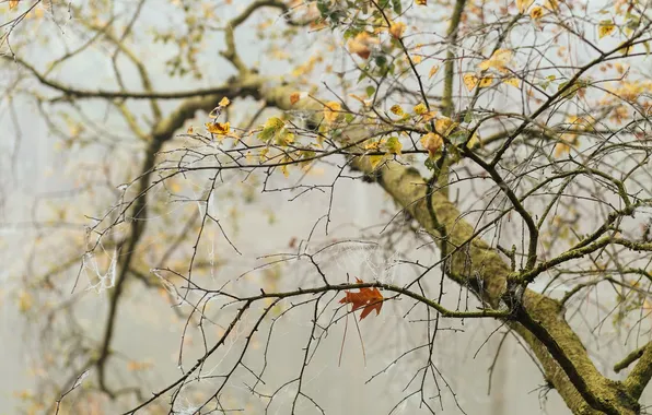 Autumn, leaves, tree, web