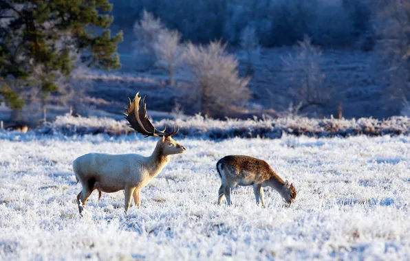 Picture winter, nature, deer
