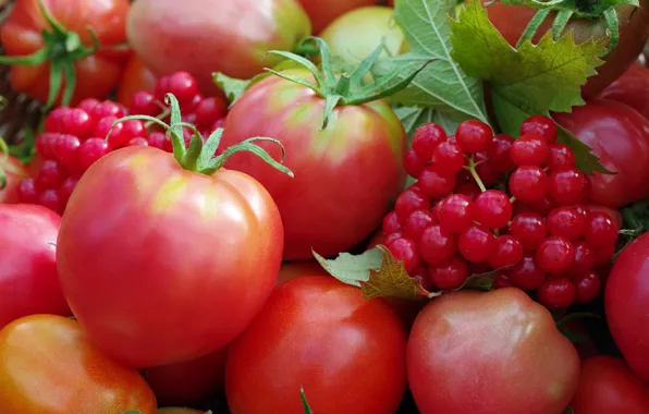 Autumn, berries, harvest, vegetables, tomatoes, the garden, many, cottage