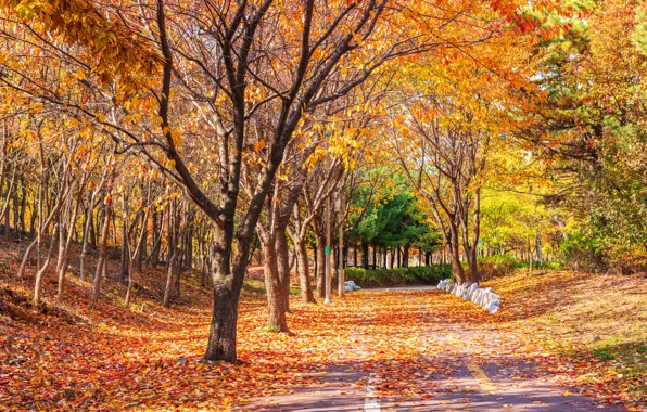 Road, autumn, leaves, trees, Park, road, nature, park