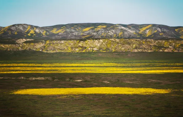 Picture field, landscape, flowers, mountains, yellow, 8k+