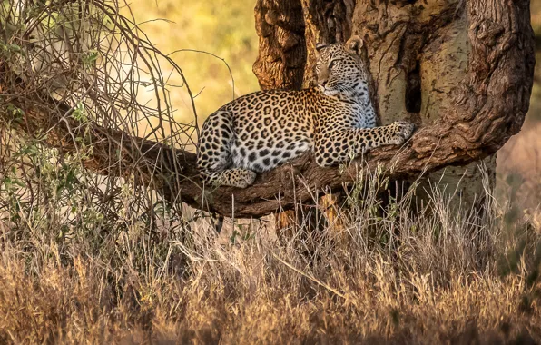 Tree, stay, leopard