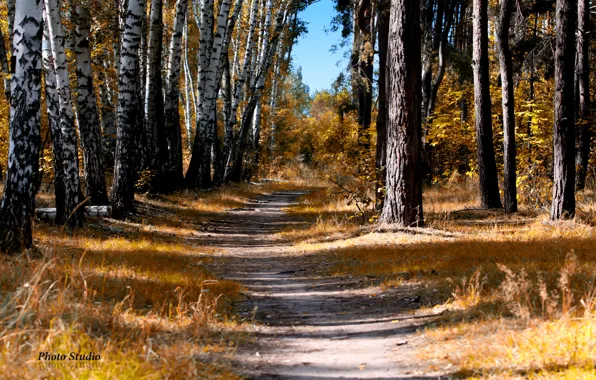 Picture autumn, forest, path