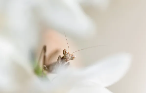 Picture background, insect, Mantis