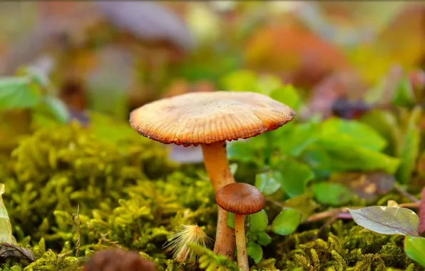 Picture Mushrooms, Nature, Mushrooms