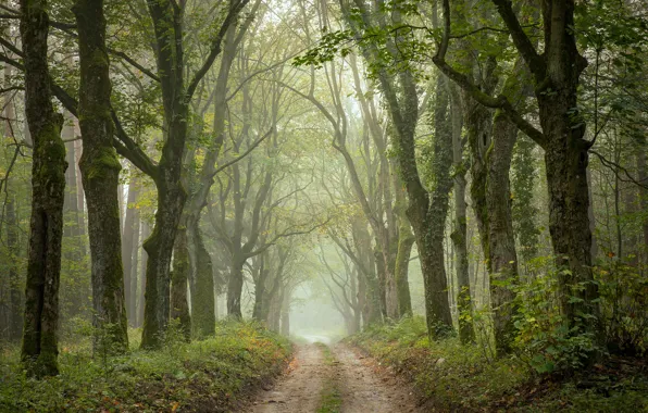Road, autumn, trees, Park, alley