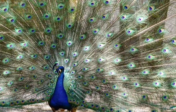 Bird, feathers, tail, peacock, pussy