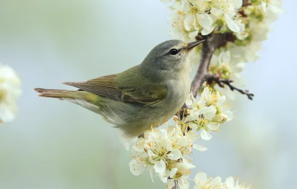 Flowers, cherry, bird, branch, spring, grey, white, light background