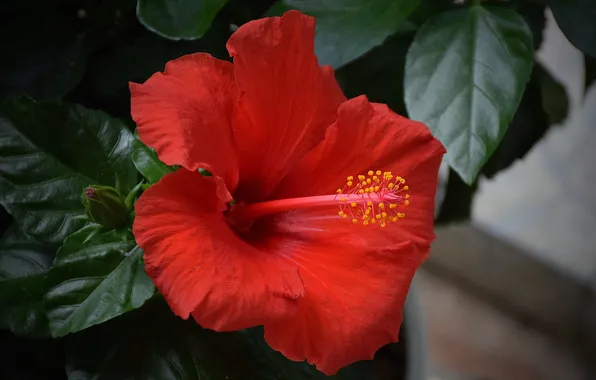 Hibiscus, Hibiscus, Red flower, Red flower