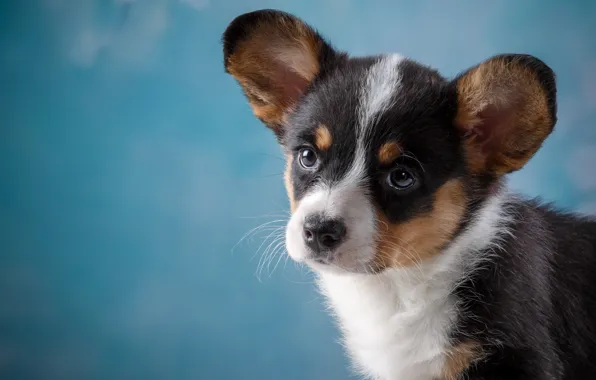 Muzzle, cute, puppy, Corgi