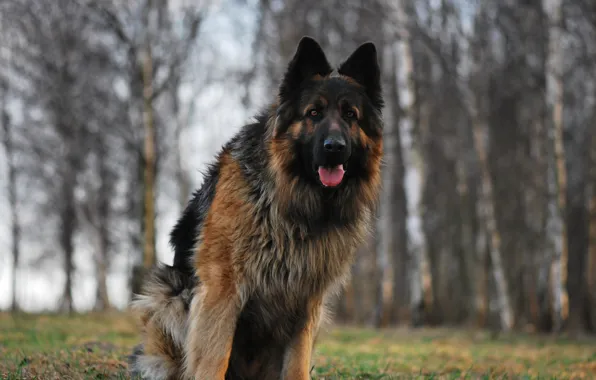 Dog, dog, German shepherd