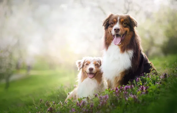 Dogs, summer, nature