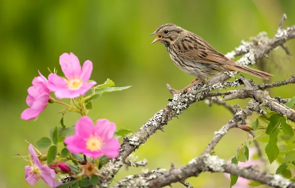 Picture flowers, branches, bird, briar, Nightingale